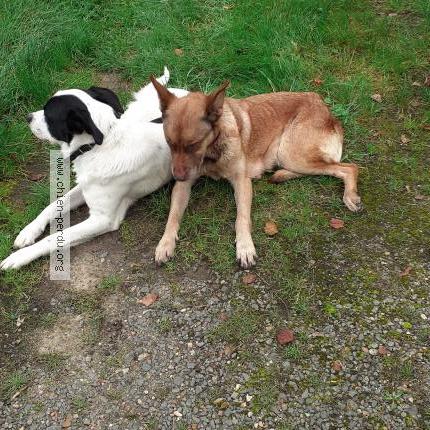 Photo 1/1 Chien retrouvé Trouvé à Ecommoy