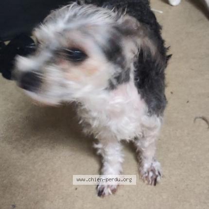 Photo 1/1 Chien retrouvé Perdu à Miramont de comminges