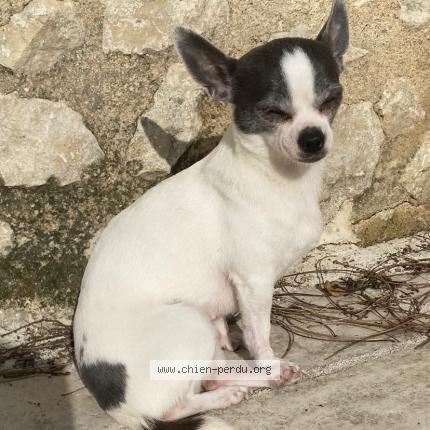 Photo 1/1 Chien retrouvé Perdu à Toulouse