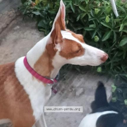 Photo de chien perdu à Limas