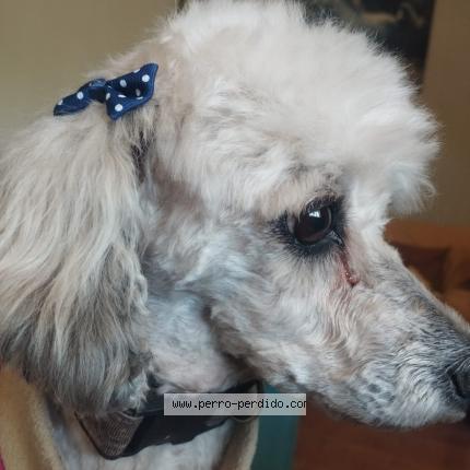 Photo de chien perdu à Macul