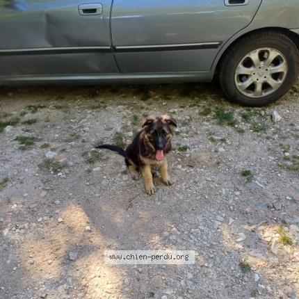 Photo 1/1 Chien retrouvé Perdu à Seyches