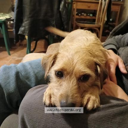 Photo 1/1 Chien retrouvé Perdu à Riguepeu