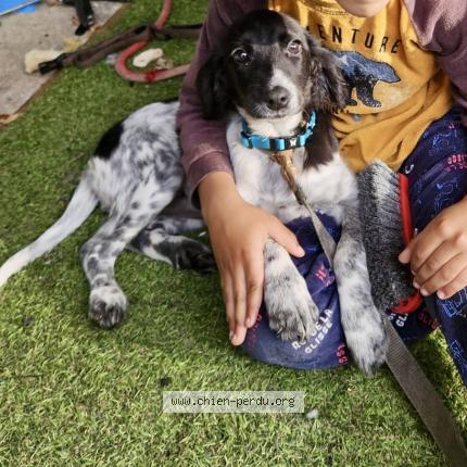 Photo 1/1 Chien retrouvé Perdu à Razac sur l isle