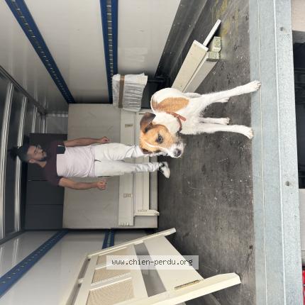 Photo de chien perdu à Toulouse