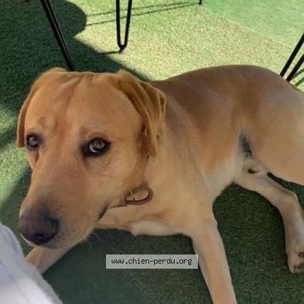 Photo de chien perdu à Brignoles