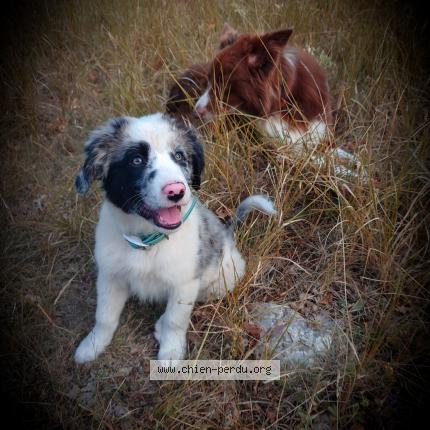 Photo 1/1 Chien retrouvé Perdu à Coursegoules