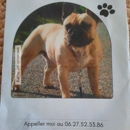 Photo 1/2 Chien retrouvé Perdu à Les sables d olonne