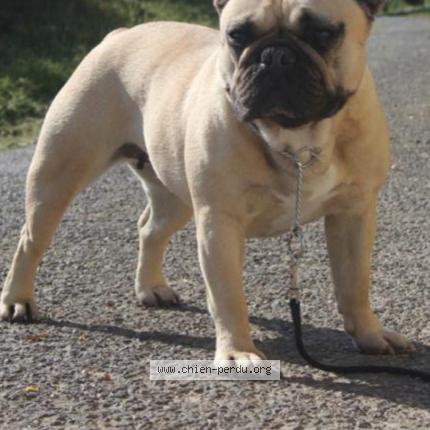 Photo 2/2 Chien retrouvé Perdu à Les sables d olonne