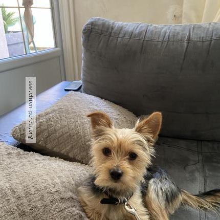 Photo de chien perdu à Bondy