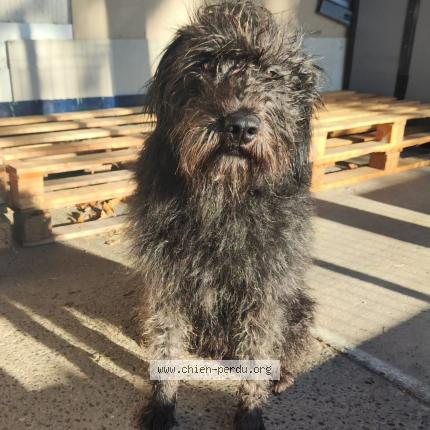 Photo 1/1 Aca Chien perdu à Franquevielle