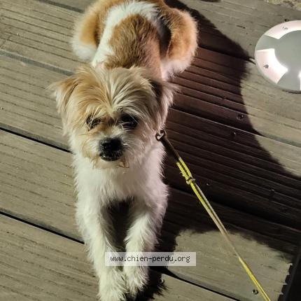 Photo 1/1 Chien retrouvé Perdu à Saint chamond