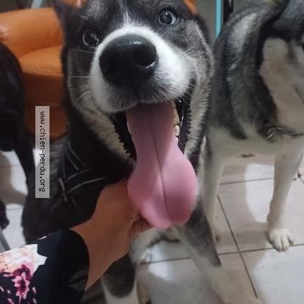 Photo de chien trouvé à Les Lucs Sur Boulogne