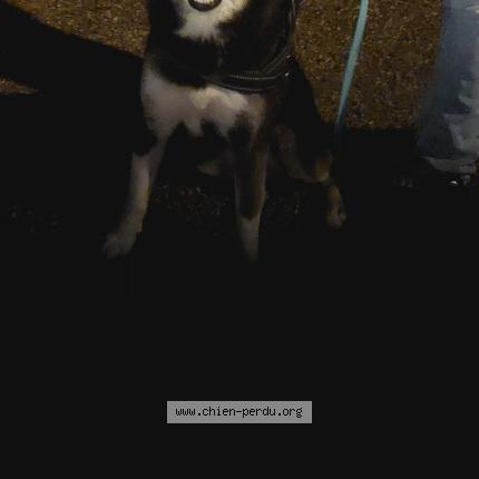Photo 2/2 Chien retrouvé Trouvé à Les Lucs Sur Boulogne