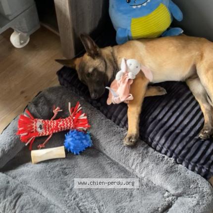 Photo de chien perdu à Belfort