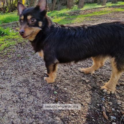 Photo 1/1 Chien retrouvé Perdu à Riom