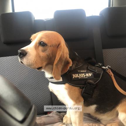 Photo de chien perdu à Montargis