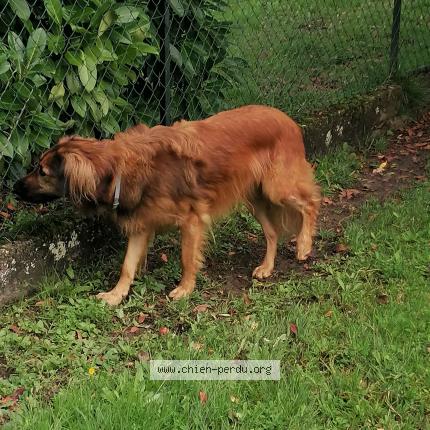 Photo 1/1 Chien retrouvé Trouvé à Razac sur l isle