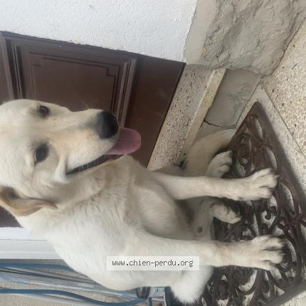 Photo 1/1 Chien retrouvé Perdu à St laurent du var