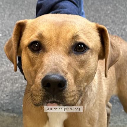 Photo de chien trouvé à Echalas