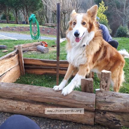 Photo 1/1 Chien retrouvé Perdu à Itxassou