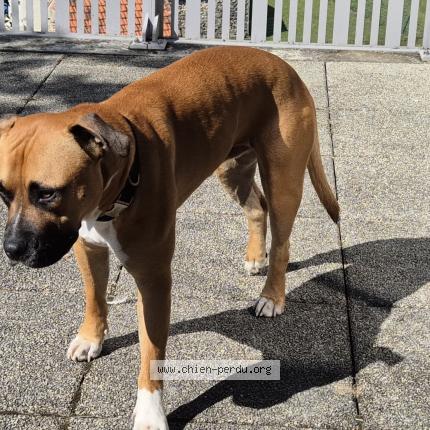 Photo 1/1 Chien retrouvé Perdu à Challans