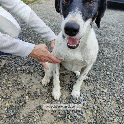 Photo de chien trouvé à Nesmy