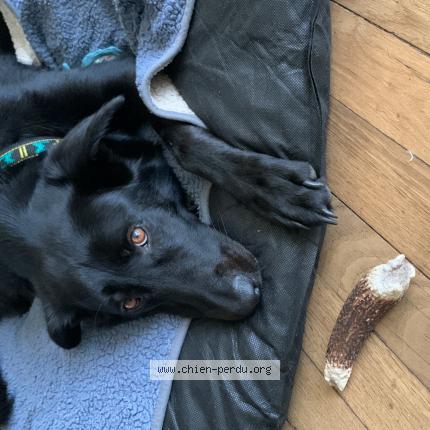 Photo de chien perdu à Erdeven