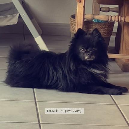 Photo 1/1 Chien retrouvé Perdu à Saint just