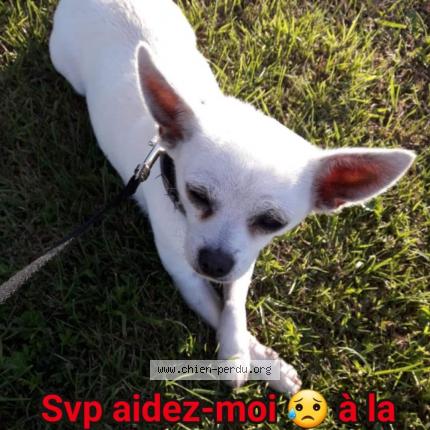 Photo 1/1 Chien retrouvé Perdu à Camiers