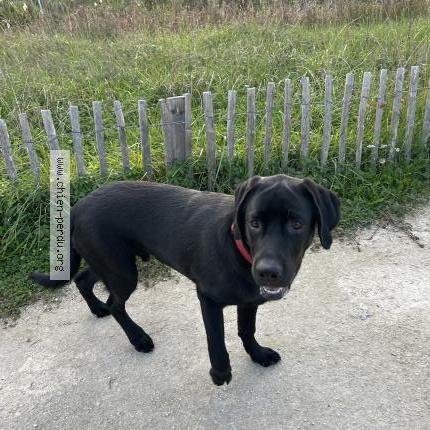 Photo de chien perdu à Agen