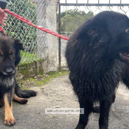 Photo de chien trouvé à Douzillac