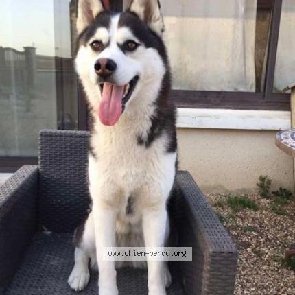 Photo 1/1 Chien retrouvé Perdu à Gencay