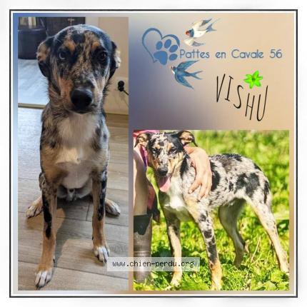 Photo 1/1 Chien retrouvé Perdu à Pluvigner