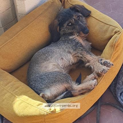 Photo 1/1 Chien retrouvé Perdu à Tournefeuille