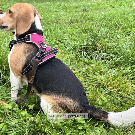 Photo 1/1 Chien retrouvé Perdu à Messigny et vantoux