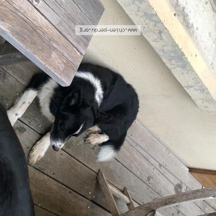 Photo 1/1 Chien retrouvé Trouvé à Bluffy