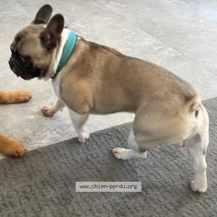 Photo de chien perdu à Roquefort La Bedoule
