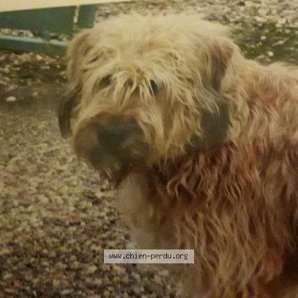 Photo 1/1 Chien retrouvé Perdu à Fourques sur garonne
