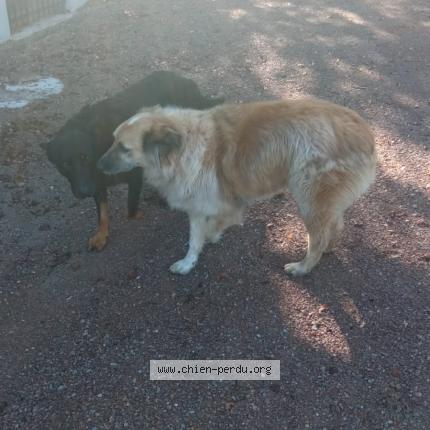 Photo 1/1 Chien retrouvé Perdu à Chaumot