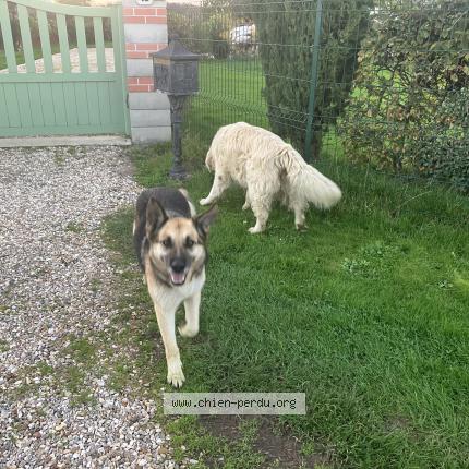 Photo de chien trouvé à Les Baux De Breteuil