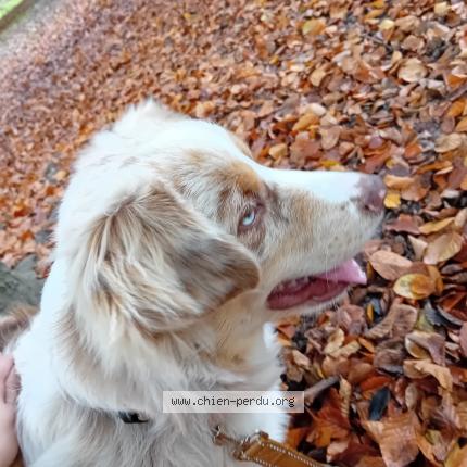 Photo 1/1 Chien retrouvé Perdu à Vincennes