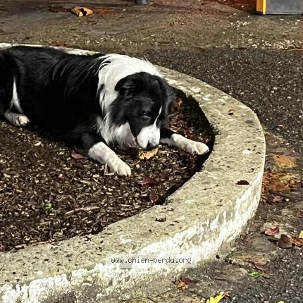 Photo 1/1 Chien retrouvé Trouvé à Bordeaux