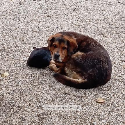 Photo 1/1 Chien retrouvé Perdu à Cavaillon