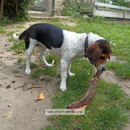 Photo de chien perdu à Madirac