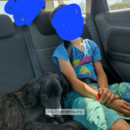 Photo 1/1 Chien retrouvé Perdu à Querrien