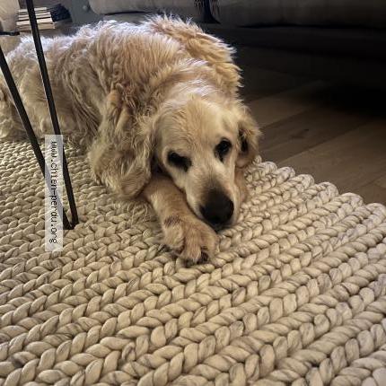 Photo 1/1 Chien retrouvé Perdu à Jambville