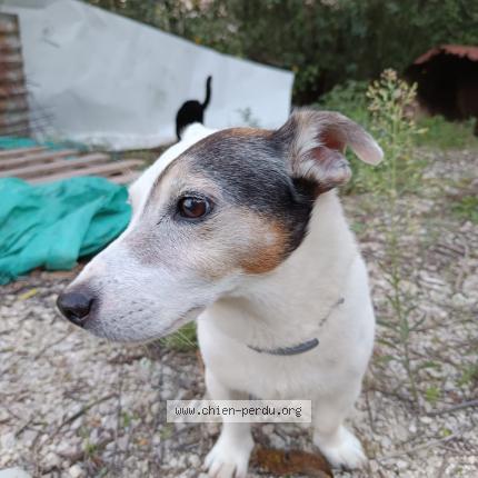 Photo 1/1 Chien retrouvé Perdu à Vence