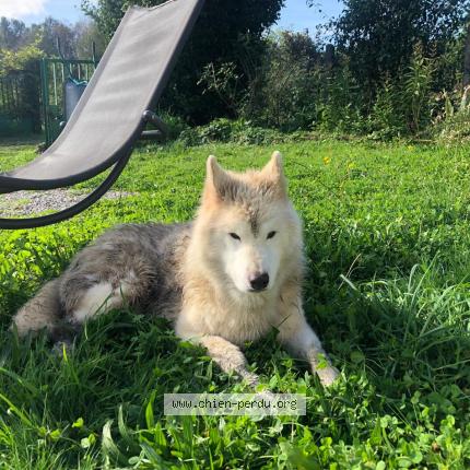 Photo de chien trouvé à Neuville