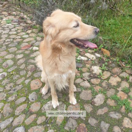 Photo 1/1 Chien retrouvé Trouvé à La tour du pin